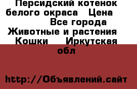 Персидский котенок белого окраса › Цена ­ 35 000 - Все города Животные и растения » Кошки   . Иркутская обл.